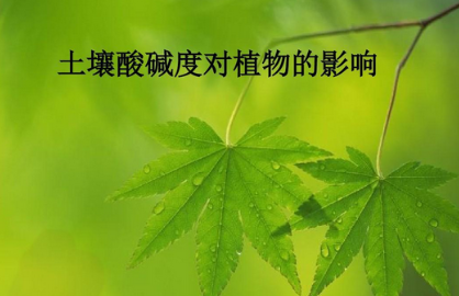 掌握土壤酸堿度，為植物生長保駕護航